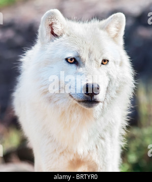 Dies ist eine Nahaufnahme von einem jungen arktischen Wolf. Stockfoto