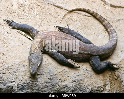 Der Komodowaran (Varanus Komodoensis) Stockfoto