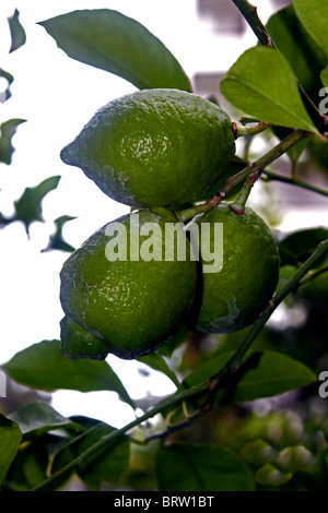 UNREIFE ZITRONEN AUF DEM BAUM. ZITRUS LIMON. Stockfoto