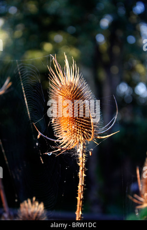 HERBST-SEEDHEAD VON DIPSACUS FULLONUM. WILDE KARDE Stockfoto