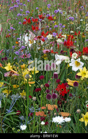 Eine bunte Wiese von wilde und kultivierte Blumen Stockfoto