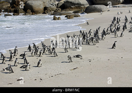 Kolonie von Jackass Pinguine am Boulders in Südafrika Stockfoto