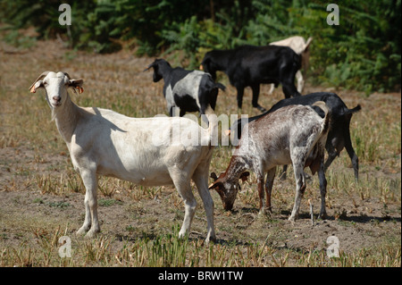 Ziegenherde, Capra Aegagrus Hircus, in einem trockenen Bereich Stockfoto