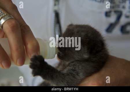 Ein sehr junge blaue Augen Kätzchen von der Mutter als Flasche Feed aufgegeben. Stockfoto