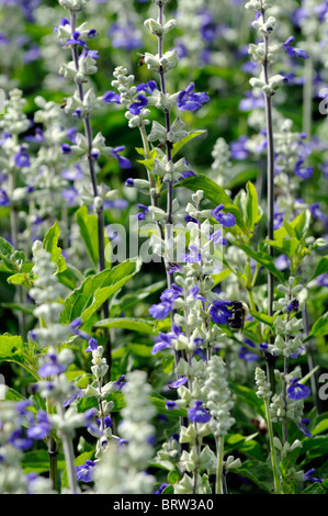 Salvia Farinacea Referenz Bi Farbe weiß blau blühende Salbei Mealy-Cup zarte mehrjährige krautige Pflanze Blumen blühen Blüte Stockfoto