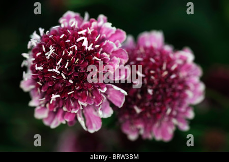 Scabiosa Burgund Mützen Mütze Nadelkissen Blume Form von Atropurpurea Blume Blüte Blüte rot lila weißen Staubfäden mehrjährige Stockfoto