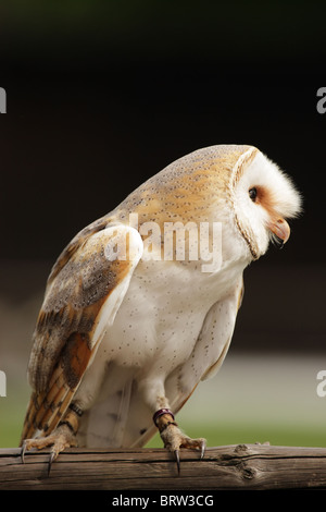Schleiereule (Tyto Alba) sitzt auf einem Zaun. Stockfoto