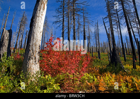 Rebe Ahorn färbt sich rot im Herbst in die verkohlten Überreste eines Waldbrandes in Oregon Cascade Mountains Stockfoto