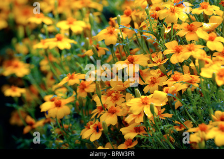 Tagetes Tenuifolia 'golden Gem' Signata Pumila Signet französische Ringelblume orange Blume Blüte Blüte einjährige Pflanze Stockfoto