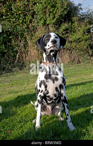 Gefleckte schwarz-weiß dalmatinischen Waterloo Kennels UK Stockfoto