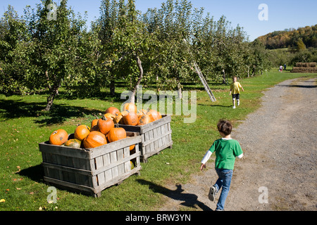 Junge läuft durch die Boxen der Kürbisse zum Verkauf in einem Obstgarten in Adirondacks, New York State Stockfoto