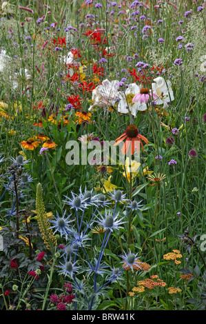 Eine bunte Wiese von wilde und kultivierte Blumen Stockfoto