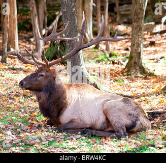 Ein Elch ruht auf einem Herbsttag. Stockfoto