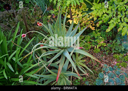 Einen trockenen Dessert-Garten mit Kakteen und Sukkulenten Stockfoto