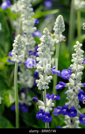 Salvia Farinacea Referenz Bi Farbe weiß blau blühende Salbei Mealy-Cup zarte mehrjährige krautige Pflanze Blumen blühen Blüte Stockfoto