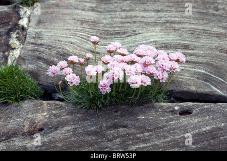 Sparsamkeit wächst zwischen Gelenke in Steinblöcke an der Meeresküste an Ravenglass Cumbria in England Stockfoto