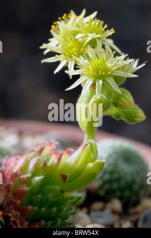 Sempervivum Arachnoideum Spinnennetz Hauswurz Blume Pflanze alpine Sukkulenten Stockfoto