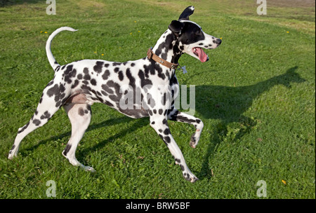 Gefleckte schwarz-weiß dalmatinischen Waterloo Kennels UK Stockfoto