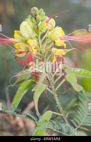 Caesalpinia Gilliesii oder der Paradiesvogel Blume mit der Entwicklung von Samenkapseln Stockfoto