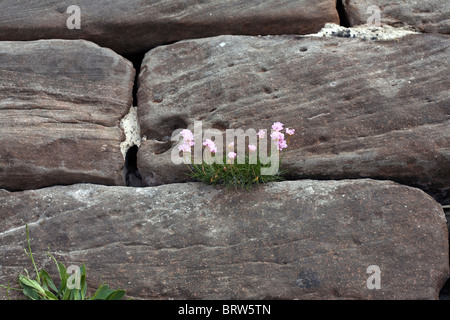 Sparsamkeit wächst zwischen Gelenke in Steinblöcke an der Meeresküste an Ravenglass Cumbria in England Stockfoto