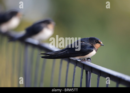 Rauchschwalbe (Hirundo Rustica) sitzt auf einem Geländer. Stockfoto