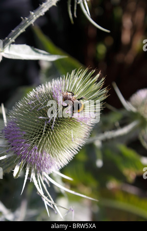 DIPSACUS FULLONUM. TEASEL IN DER BLÜTE Stockfoto