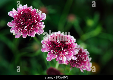 Scabiosa Burgund Mützen Mütze Nadelkissen Blume Form von Atropurpurea Blume Blüte Blüte rot lila weißen Staubfäden mehrjährige Stockfoto