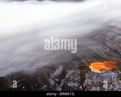 Rotes Ahornblatt auf einem Felsen an einem Wasserfall Bach weggespült wird. Ontario, Kanada. Stockfoto