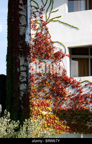 PARTHENOCISSUS TRICUSPIDATA. VIRGINIA CREEPER IM HERBST Stockfoto