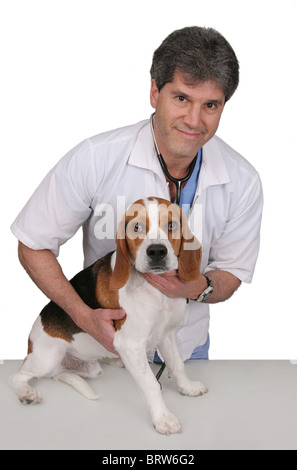 ein erwachsenen männlichen Tierarzt untersuchen ein Beagle und geben einen Checkup mit Stethoskop über weiß Stockfoto