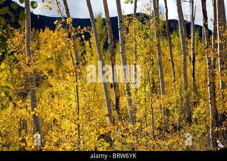 Espe Bäume im Herbst, Greens Creek Trail, San Isabel National Forest, Colorado, USA Stockfoto