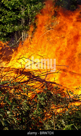 Schrubber-Haufen mit einem riesigen prasselnden Feuer verschlingt die Bäume Stockfoto