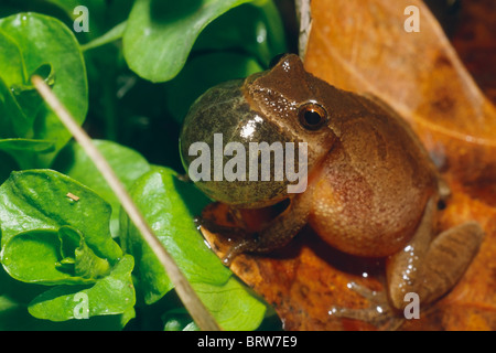 Nördlichen Spring Peeper Hyla Crucifer Kreuzblütler ruft seinen Kumpel im zeitigen Frühjahr Stockfoto