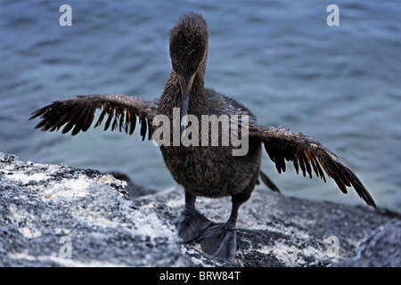 Flugunfähige Kormorane (Phalacrocorax Harrisi), trocknen Flügel, UNESCO-Weltkulturerbe, Fernandina, Punta Espinosa Stockfoto