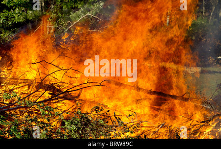 Schrubber-Haufen mit einem riesigen prasselnden Feuer verschlingt die Bäume Stockfoto