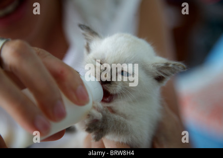 Ein sehr junge blaue Augen Kätzchen aufgegeben von ihrer Mutter Flasche gefüttert werden. Stockfoto