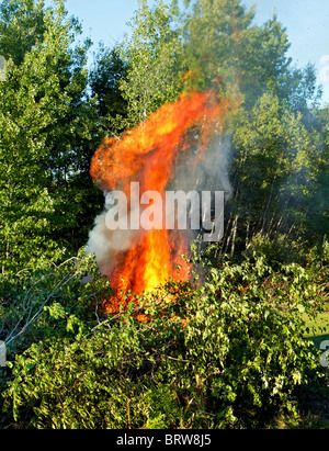 Schrubber-Haufen mit einem riesigen prasselnden Feuer verschlingt die Bäume Stockfoto