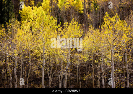 Espe Bäume im Herbst, Greens Creek Trail, San Isabel National Forest, Colorado, USA Stockfoto