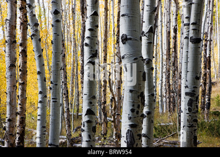 Espe Bäume im Herbst, Greens Creek Trail, San Isabel National Forest, Colorado, USA Stockfoto