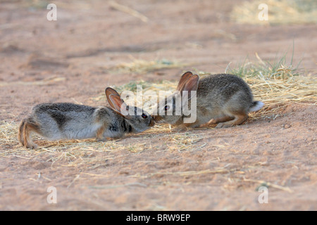 Zwei junge osteuropäische Cottontails (Sylvilagus Floridanus), Süd-Arizona Stockfoto