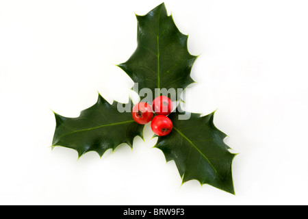 Zweig der Stechpalme mit Beeren auf weißem Hintergrund Stockfoto