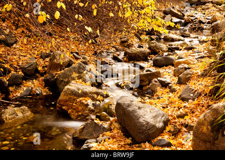 schön, hübsch, kleinen Gebirgsbach im Wald mit bedeckt Herbstlaub, im Herbst, in Utah Stockfoto