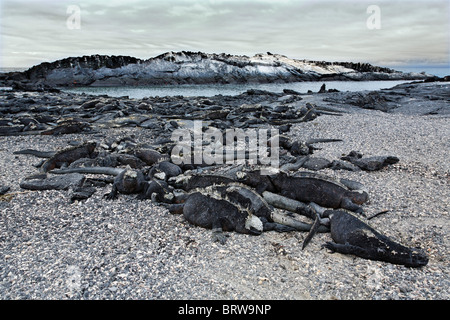 Galapagos-Seeleguane (Ablyrhinchus Christatus), Kolonie, Aufwärmen auf Lavafelsen am Meer, Fernandina, Punta Espinosa, Insel Stockfoto