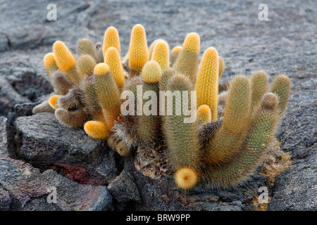 Lava-Kaktus, (Brachycereus Nesioticus), wächst aus Riss im Lavagestein, Fernandina, Punta Espinosa, Insel Stockfoto