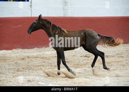 Xmatkuil, Yucatan/Mexiko - 12. November: charro Turnier während der Messe xmatkuil Stockfoto