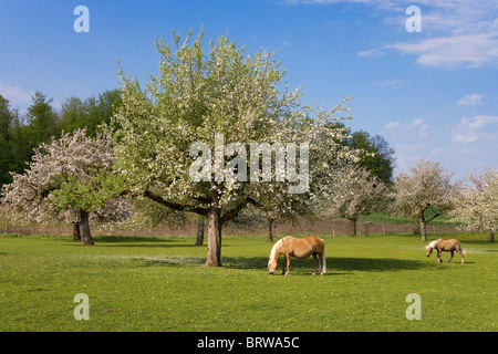 Haflinger-Pferd auf einer Wiese, Kanton Freiburg, Schweiz, Europa Stockfoto