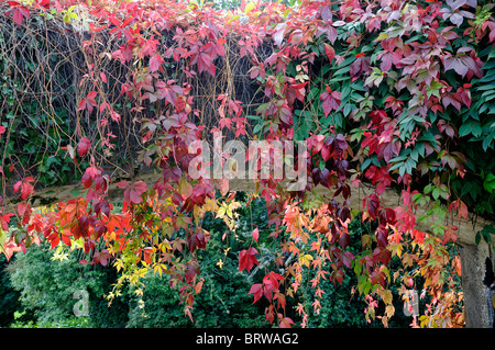 Parthenocissus Quinquefolia rot gefärbten wildem Wein auf eine Wand Herbst herbstliche fallen Farbe Farbe Stockfoto