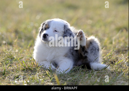 Australian Shepherd (Canis Lupus Familiaris). Welpe auf dem Rasen liegen, während ein Ohr mit der Hinterpfote kratzt. Stockfoto