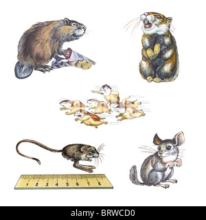 rodents 1 Stockfoto