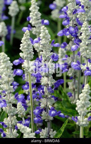 Salvia Farinacea Referenz Bi Farbe weiß blau blühende Salbei Mealy-Cup zarte mehrjährige krautige Pflanze Blumen blühen Blüte Stockfoto